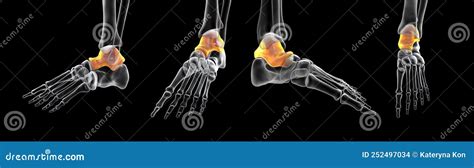 Human Foot Anatomy Talus Bone Of The Foot Stock Illustration