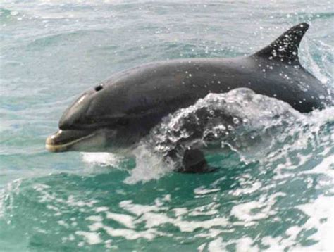 Fungi The Dingle Dolphin A Real Wild Dolphin Robert Rutherford