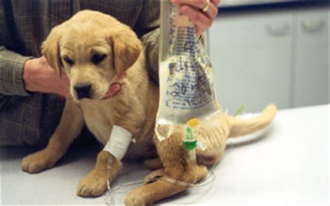 Anywhere from $800 to $3000. Island Pets at risk of Canine parvovirus - The San Pedro Sun
