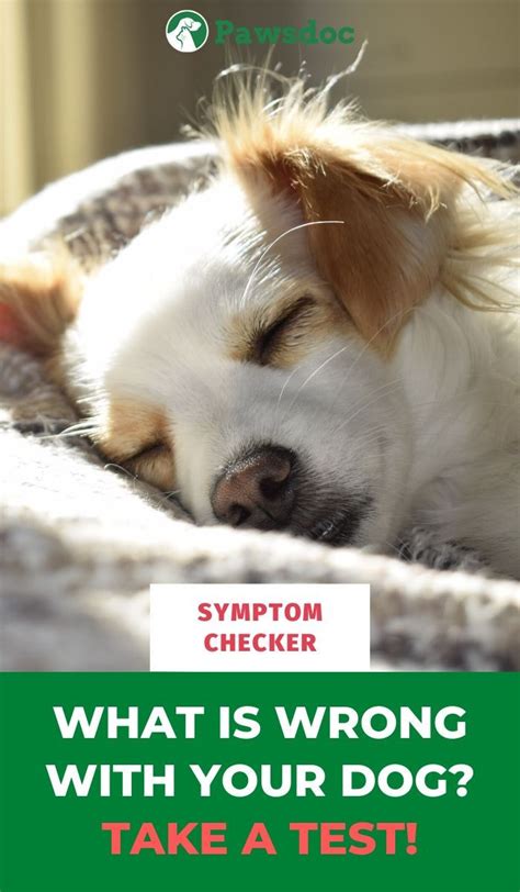 Dog Illnesses Symptoms Checker