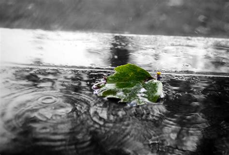 Green Leaf In The Rain Free Stock Photo Public Domain Pictures