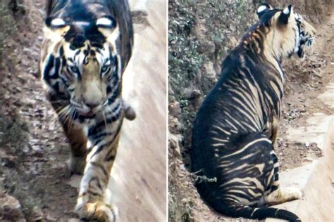 Rare Black Tiger Caught On Camera By Lucky Photographer As Just Six Now