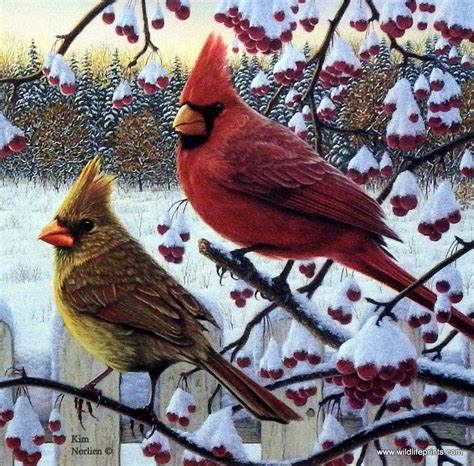 A Pair Of Cardinals Rest On A Branch Overlooking The Winter Scene Below