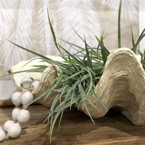 We did not find results for: Clam Bowl - Large - Humble Home