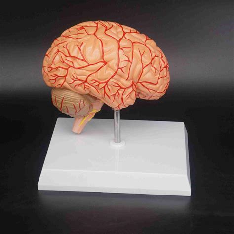 Human Right Brain Blood Vessel Medical Display Anatomical Model Deluxe