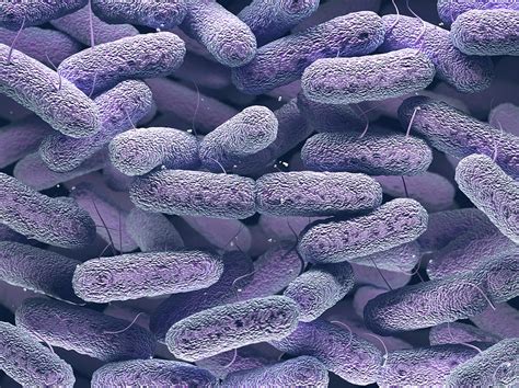 Enterobacteriaceae Bacteria Photograph By Ktsdesignscience Photo