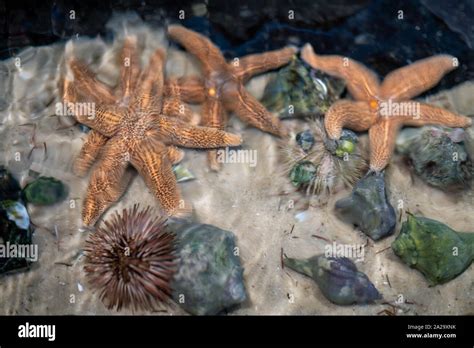 Starfish Sea Urchins And Spiral Sea Snails In Shallow Water Or Tank