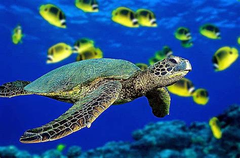 46 Sea Turtles Desktop Wallpaper Wallpapersafari