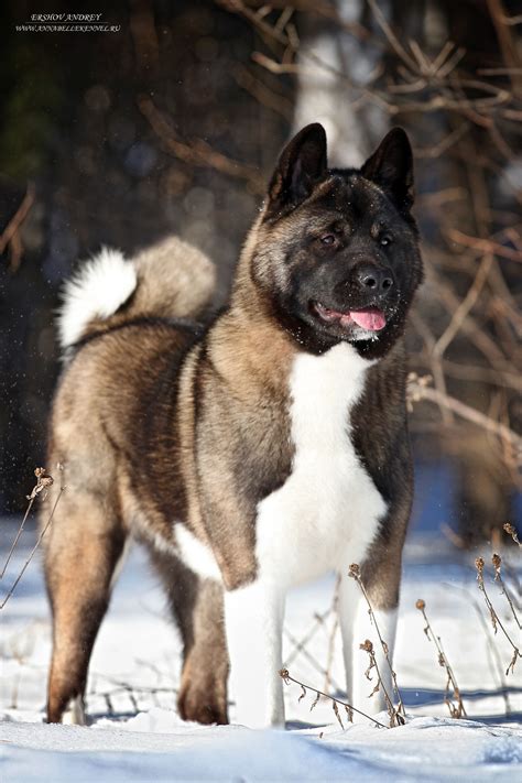 6 6 Months Old Cute American Akita Dog Puppy For Sale Or Adoption