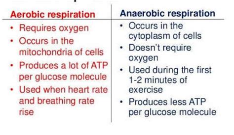What Is Difference Between Aerobic And Anaerobic Respiration EduRev