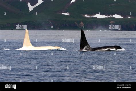Kuril Islands Pacific Ocean A Rare Albino Killer Whale Called Iceberg