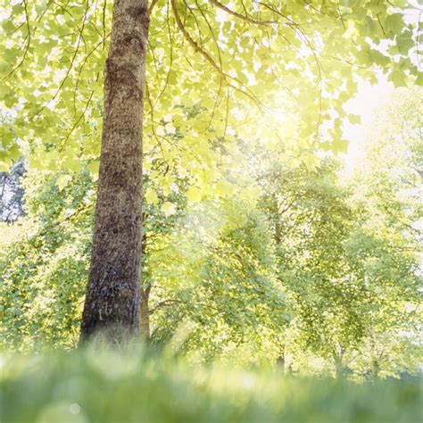Sun Sunlight Shining Through Branches And Green Leaves Of Trees On A
