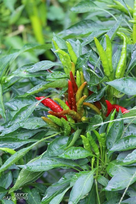 Pruning Pepper Plants For Improved Plant Health And Yields