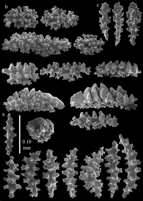 Sclerites Of Melithaea Keramaensis Sp N Rmnh Coel 41925 A Spindles
