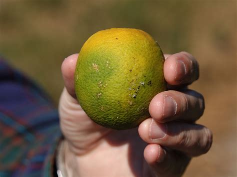 Asian Citrus Psyllid And Huanglongbing In California