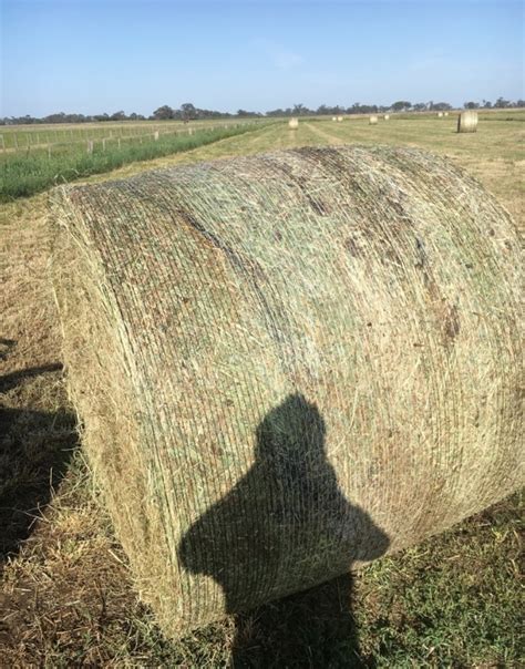 Pasture Hay Lucerne Clover And Rye Grass 5x4 Bales Hay