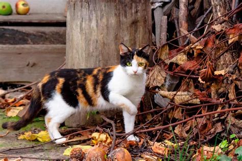 140 Calico Cat Names For Your Lucky Feline Petmag