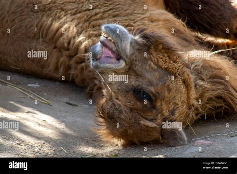The Wild Bactrian Camel Is A Critically Endangered Species Of Camel