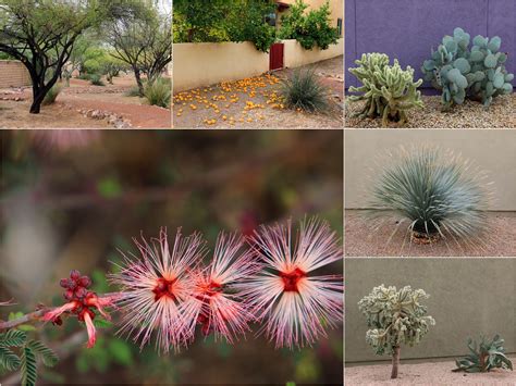 Arizona 2016: Day 4: Krutch Cactus Garden and Civano ...
