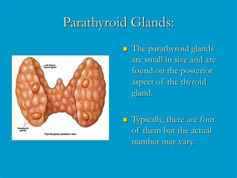 Ppt Parathyroid Glands Powerpoint Presentation Free Download Id