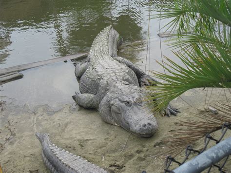 Alligator Farm Myrtle Beach South Carolina Usa