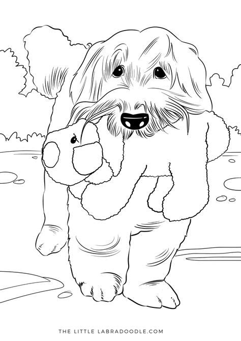 Labradoodle Puppy Coloring Pages Coloring Pages