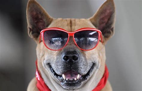 20 Cute Dogs With Glasses Amazing Creatures