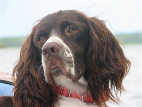 Spaniel photos & prices here. English Springer Spaniel Puppies Mn - Pets and Animal ...