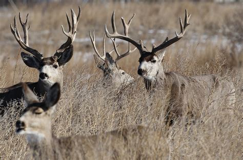 All Sizes Big Mule Deer Bucks Flickr Photo Sharing Mule Deer