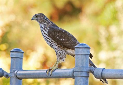 The gym part is secondary to what it is. Birds, humans look out for Cooper's hawks - The Martha's ...