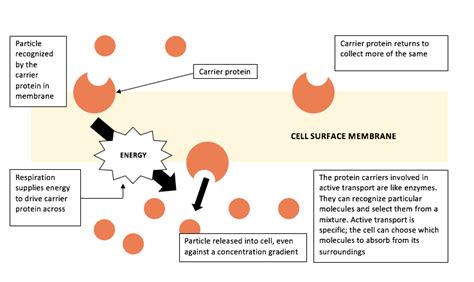 Active transport includes expense of energy which is freed by breakdown of high. Biology GCSE Revision: 2.13 understand that movement of ...