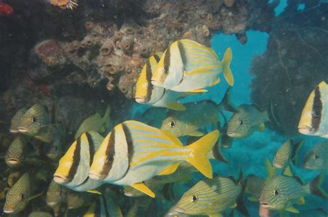 Pork Fish And Bluestriped Grunts Underwater Life Fish Pet Sea Life