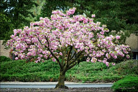 Kwanzan Cherry Blossom Tree Beautiful Large Bright Pink Globes Of Online Orchards