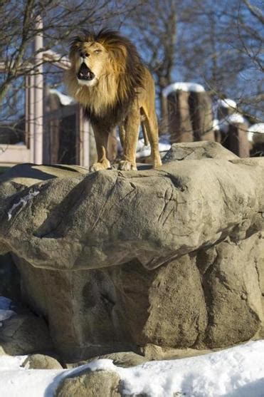Franklin Park Zoos Beloved Lion Roars No More The Boston Globe