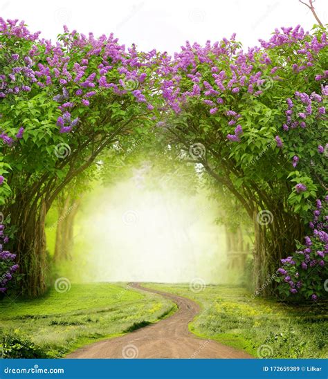 Beautiful Landscapelilac Trees In Blossom Magic Forest With Road