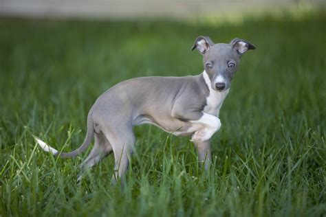 Italian Greyhound Puppy Phillipa Fiona Thing Mccain At 9 Weeks Photo