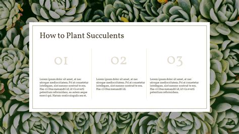 Cacti are succulent plants that live in dry areas. Succulent Plant Business PPT