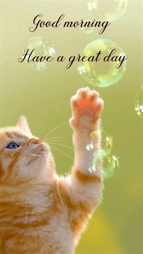 Pin By Somacha Homhual On Good Morning And A Good Day Morning Cat Good