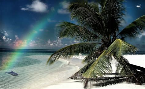 Rainbow Tropical Island Beach Palm Trees Phone Wallpapers