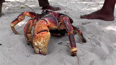Giant Coconut Crab The Largest Land Crab In The World Youtube