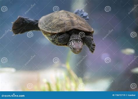 Diamondback Terrapin Turtle Swimming Underwater Close Up Stock Image