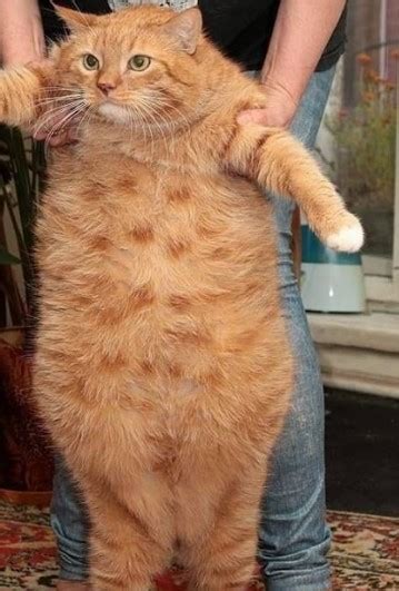 30 Best Fat Hairless Cat Cat Haircuts 2023