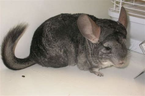 Types Of Chinchilla Breeds And Their Characteristics