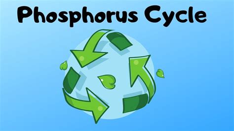Phosphorus Cycle Steps Youtube