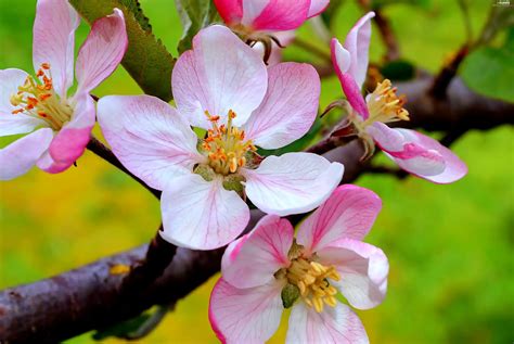 Fruit Cherry Trees Viewes Flowers Plants Wallpapers 3840x2570