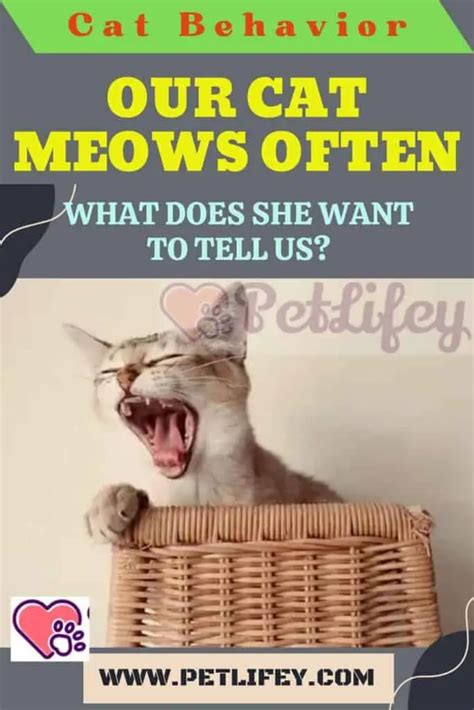 Our Cat Meows Often What Does She Want To Tell Us Pet Lifey