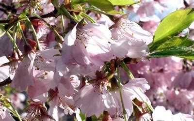 Redbuds, flowering pear trees, deciduous magnolias, dogwood trees and ornamental cherry trees are the earliest spring what are the best dwarf flowering trees? Prunus sargentii x subhirtella Accolade flowering cherry ...