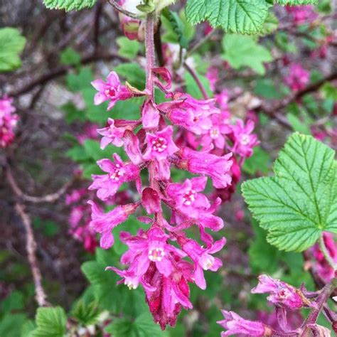 Pink Spring Flowering Shrub Identification Pretty In Pink 10 Shrubs