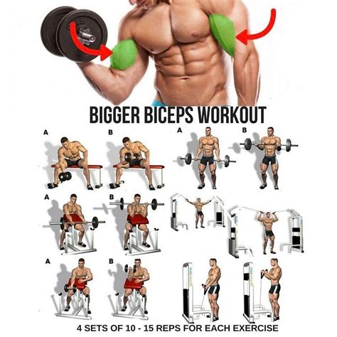 Https Musclesaurus Com Bodybuilding Big Biceps Workout Biceps