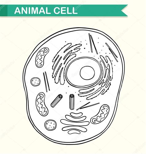 Célula Animal De Mostrar Diagrama — Archivo Imágenes Vectoriales
